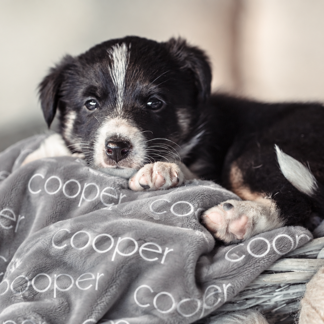 Black and white puppy curled up in a wicker basket on a grey personalized dog blanket with white Cooper lettering.